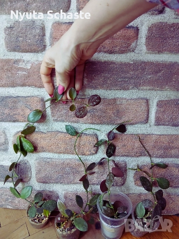 Hoya IR- 26 , снимка 2 - Стайни растения - 52654559