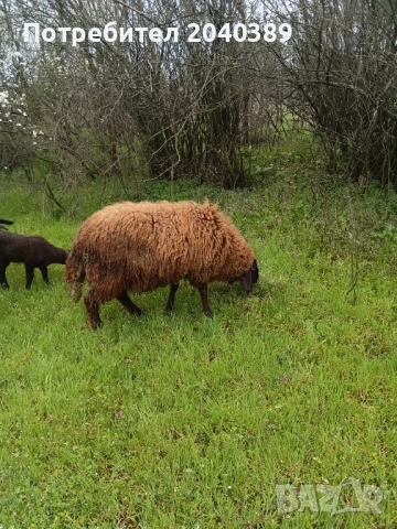 Миналогодишен скопен коч , снимка 7 - Овце - 54044771