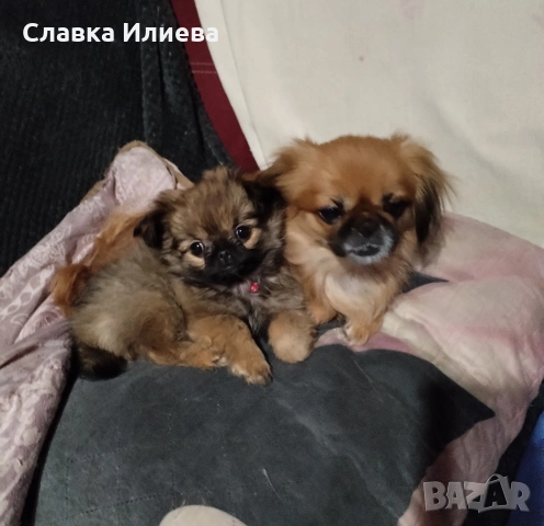 Малка ,сладка принцеса, снимка 3 - Пекинез - 54071408