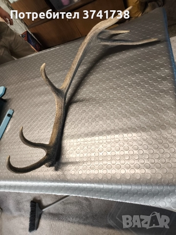 Еленов рог - трофеен , снимка 3 - Други - 51955275