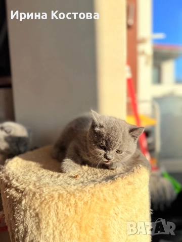 Малки клепоухи Британчета, снимка 6 - Британска късокосместа - 52920418