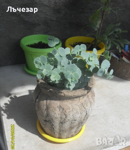 Продавам многогодишно градинско гръцко цвете, снимка 3 - Градински цветя и растения - 54270405