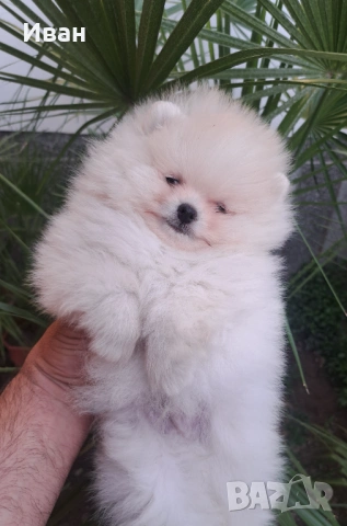 Померан, снимка 2 - Померан - 54127311