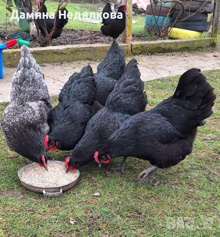 оплодени яйца от австралорп , снимка 2 - Кокошки и пуйки - 53752921