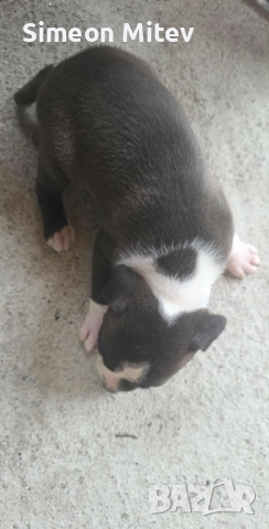 Американски Стафордшир Териери (Амстаф) , снимка 3 - Американски стафордширски териер - 52282473