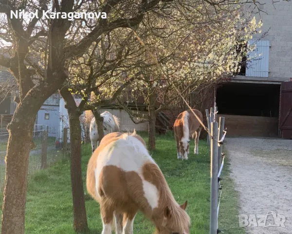 болногледач, снимка 1 - Болногледачи и социални работници - 49309271