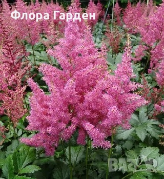 ХОСТА, АСТИЛБЕ - Коренища/ ПРЕДВАРИТЕЛНИ ПОРЪЧКИ, снимка 13 - Градински цветя и растения - 49488937