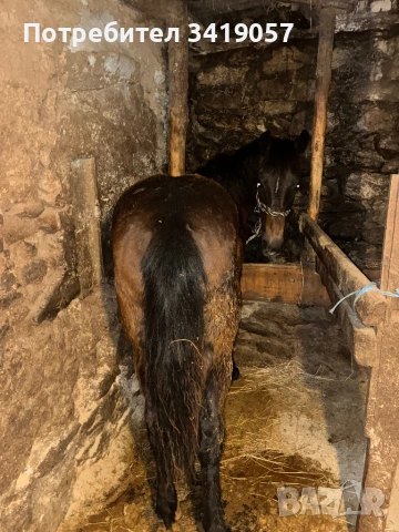 Конче на 11 месеца и бременна коза, снимка 4 - Коне - 53712025