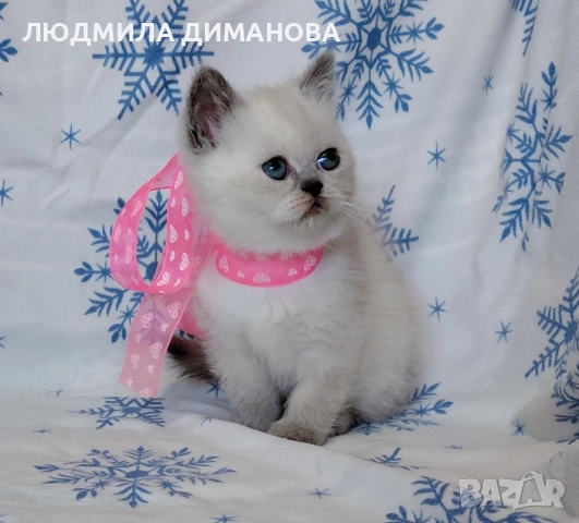 Персийско екзотично момиче. , снимка 11 - Персийска - 52883045