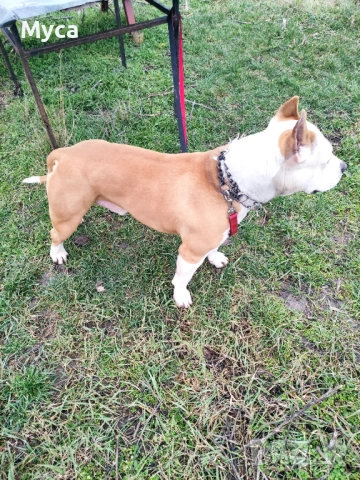 Мъжки амстаф , снимка 3 - Други животни - 54003720