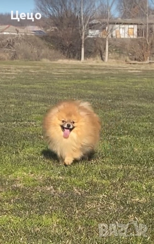 Померан момче , снимка 3 - Йоркширски териер - 52222342