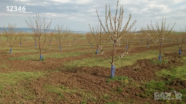 Продава се овощна градина, снимка 16 - Земеделска земя - 52111055