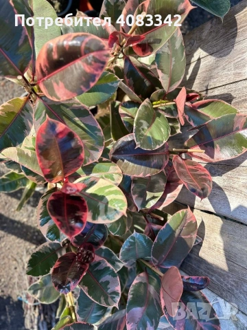 Фикус , снимка 7 - Градински цветя и растения - 53190545