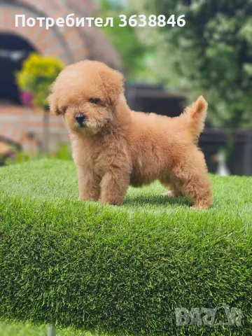 Той пудел, снимка 1