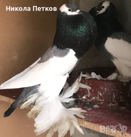 Седлати болани, снимка 2 - Гълъби - 52189433