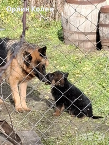 Развъдник за немски овчарки , снимка 5 - Немска овчарка - 52810945