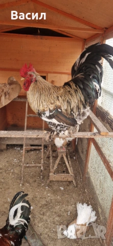 Петле, снимка 3 - други­ - 54209259