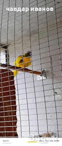 вълнисти папагали, какарики , снимка 10 - Папагали - 52411146