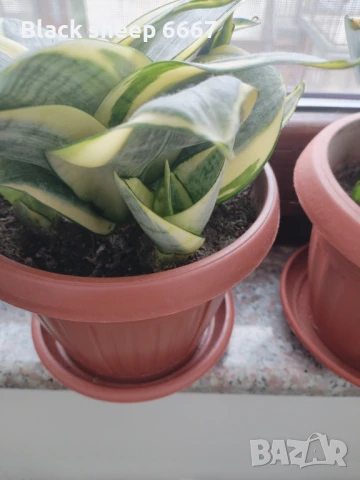 Налични жълти сансевиери, moonshine, cilindrica, Black moon, алое, красула, снимка 11 - Стайни растения - 35198298