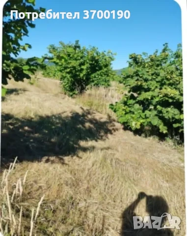 Продавам лешникова градина