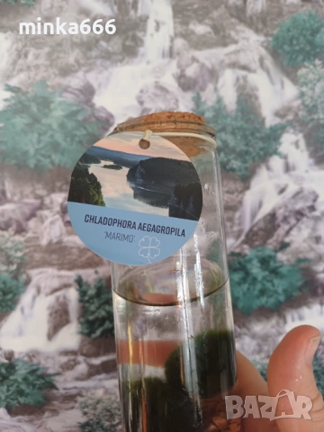 Маримо-Японски водорасли изпълняващи желания, снимка 3 - Стайни растения - 53002716