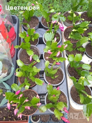 Три цвята коледниче бяло,розово и червено , снимка 5 - Стайни растения - 51951986