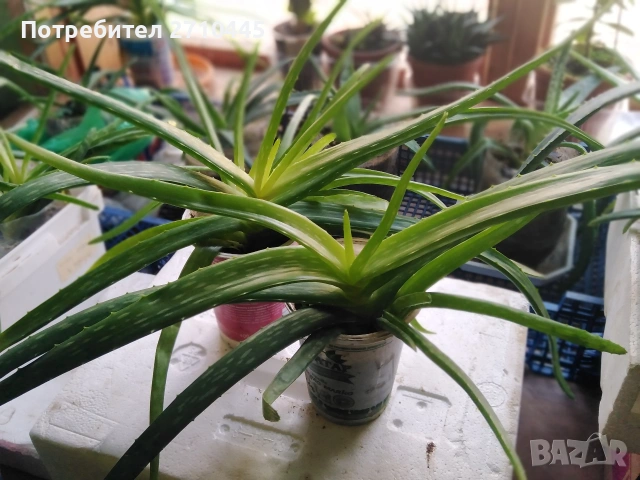 Лечебно Алое Вера и Дървовидно алое, снимка 4 - Стайни растения - 34336379