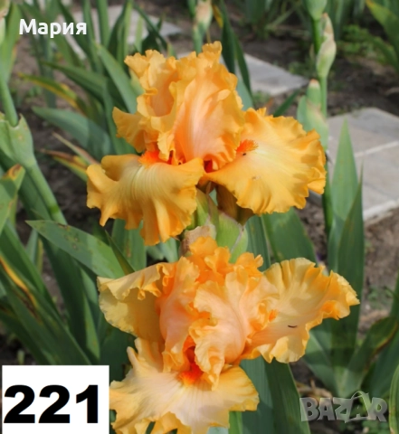 Сортови вискоки ириси /брадати ириси, снимка 18 - Градински цветя и растения - 51459166