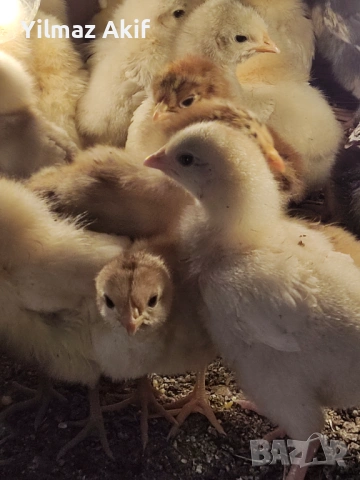 Пилета Легхорн черен и кръстоски, снимка 3 - Кокошки и пуйки - 53821053