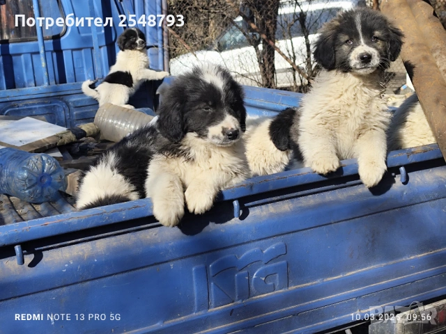 Каракачанки , снимка 4 - Каракачанска овчарка - 53824577