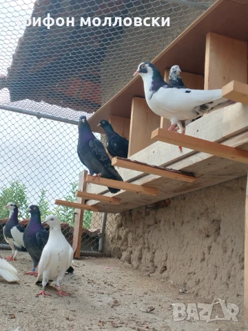 Гълъби пазарджишки високолетачи, Ловени чужди