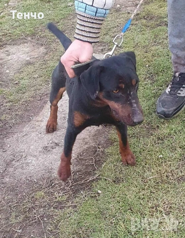 мъжки ягдтериер, снимка 2 - Ягдтериер - 53508238