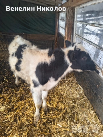 Мъжко теле на 6м., снимка 6 - Крави - 53559550