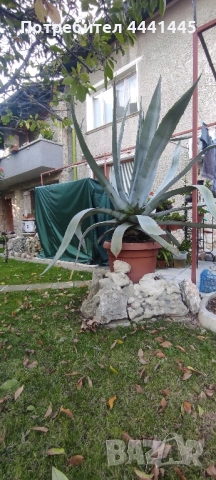 Столетник Агаве Алое, снимка 5 - Градински цветя и растения - 52259561