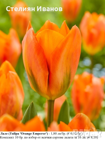 СОРТОВИ ЛАЛЕТА – ЛУКОВИЦИ - част 2, снимка 7 - Сортови семена и луковици - 52372863