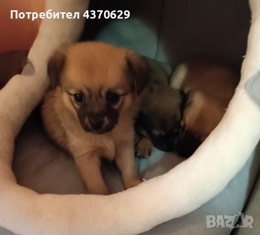 Малки, сладки кученца на 30 дни търсят добри стопани., снимка 1