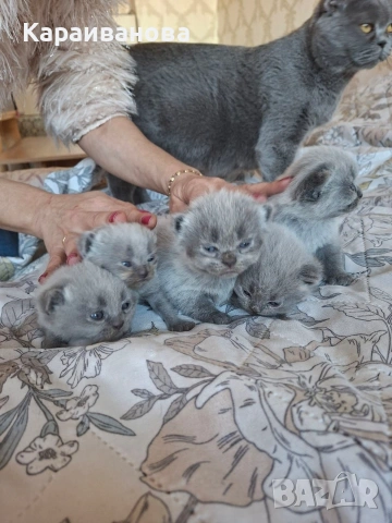 Британски сини колорпойнти , снимка 7 - Британска късокосместа - 53753333