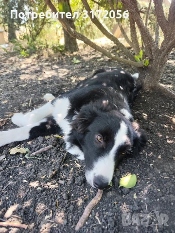 Бордър коли , снимка 6 - Бордър коли - 50417264