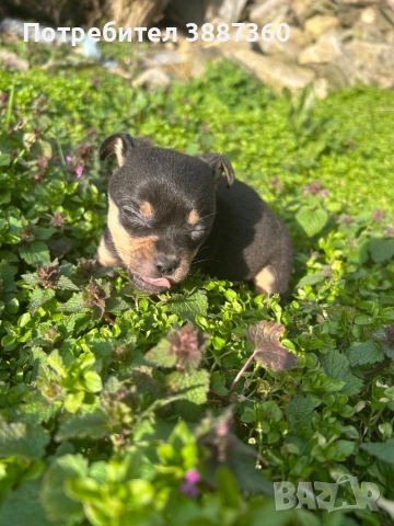 Продавам чистокръвен мъжки мини пинчер, снимка 2 - Пинчер - 53685019