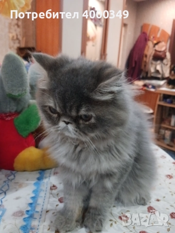Продавам персийско женско коте, снимка 8 - Персийска - 52506801