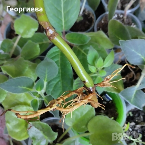 филодендрон , снимка 2 - Други - 52848502