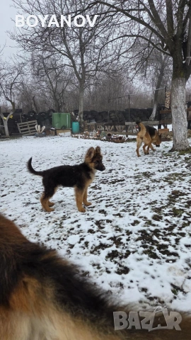Продава немска овчарка женска