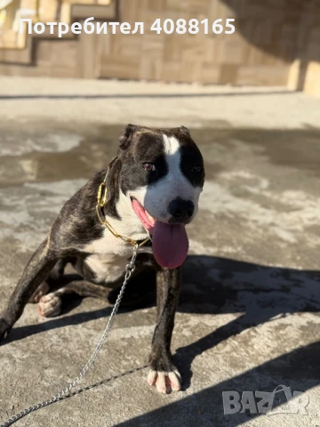 Питбул мерлее, снимка 1