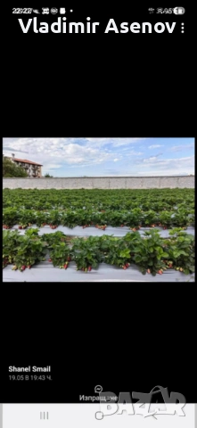 Ягоди, снимка 10 - Козметични уреди - 53946989