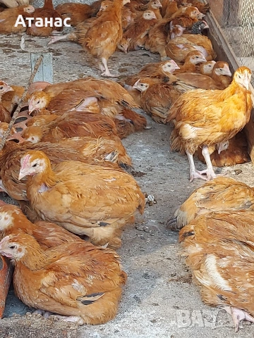 Порода за яйца и месо. 