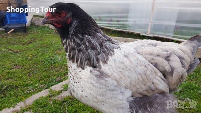 Брами ,яйца ,пилета и големите, снимка 3 - Кокошки и пуйки - 54263198