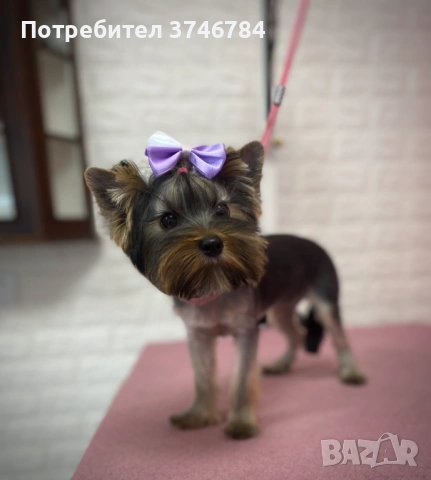 Продавам мини Йоркита 3 бр , снимка 3 - Йоркширски териер - 54043339