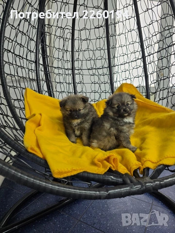 Померан, снимка 5 - Померан - 53323388
