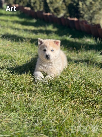 Сибирски хъскита, снимка 4 - Други животни - 53399220