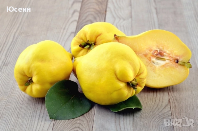 Фиданки от дюля